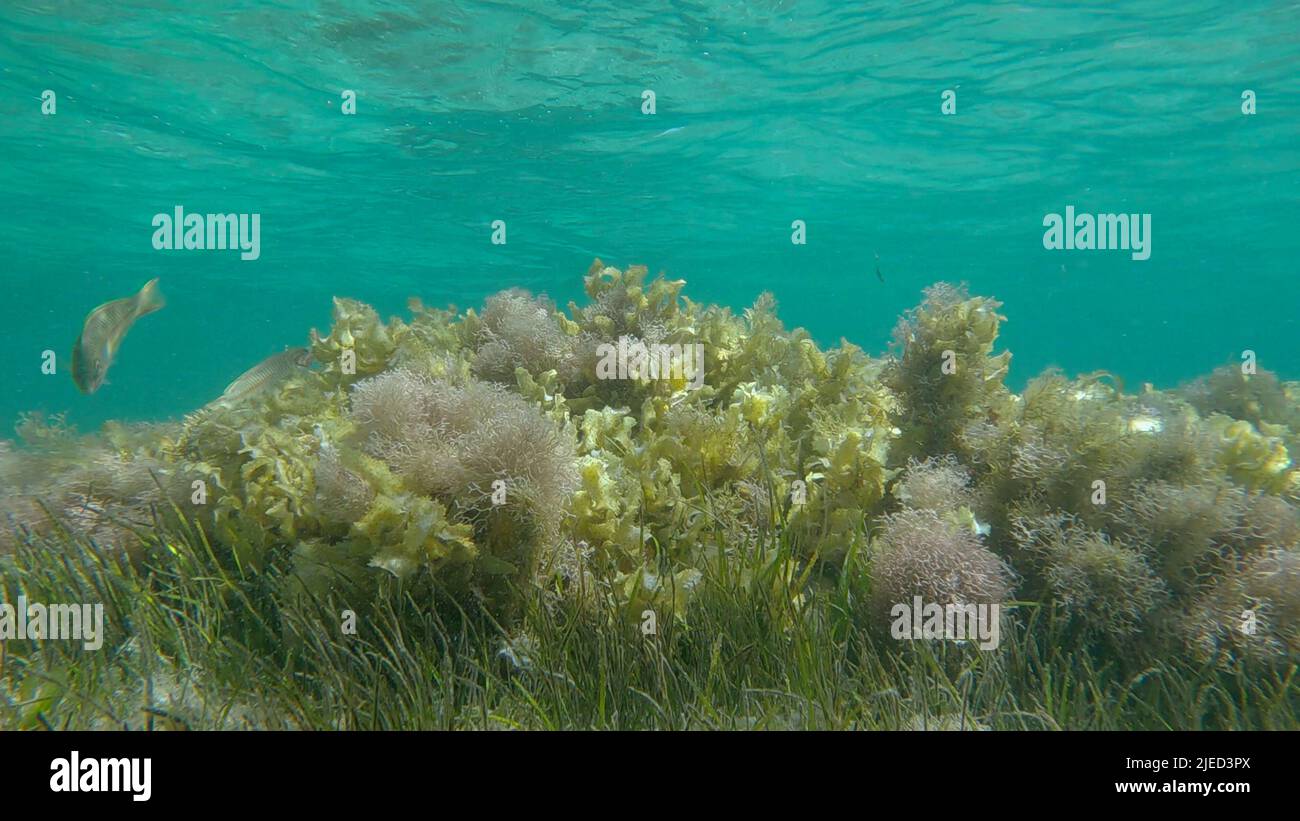 Red Sea, Egypt. 26th June, 2022. Dense thickets of red algae, brown