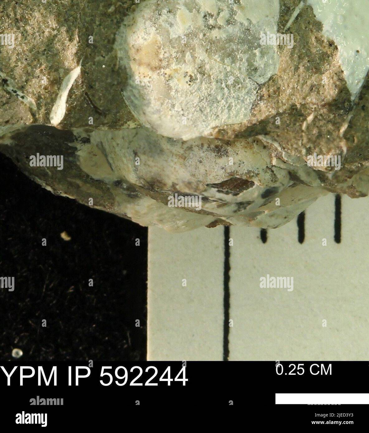 Hinged shells hi-res stock photography and images - Alamy