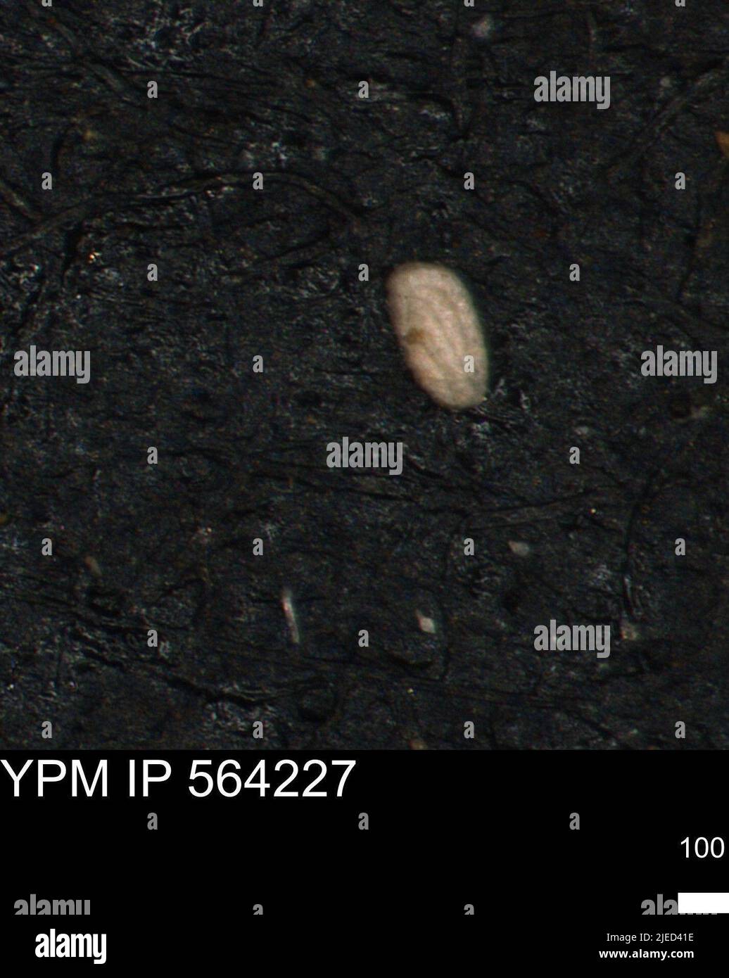 Miliammina ischnia tappan protista hires stock photography and images