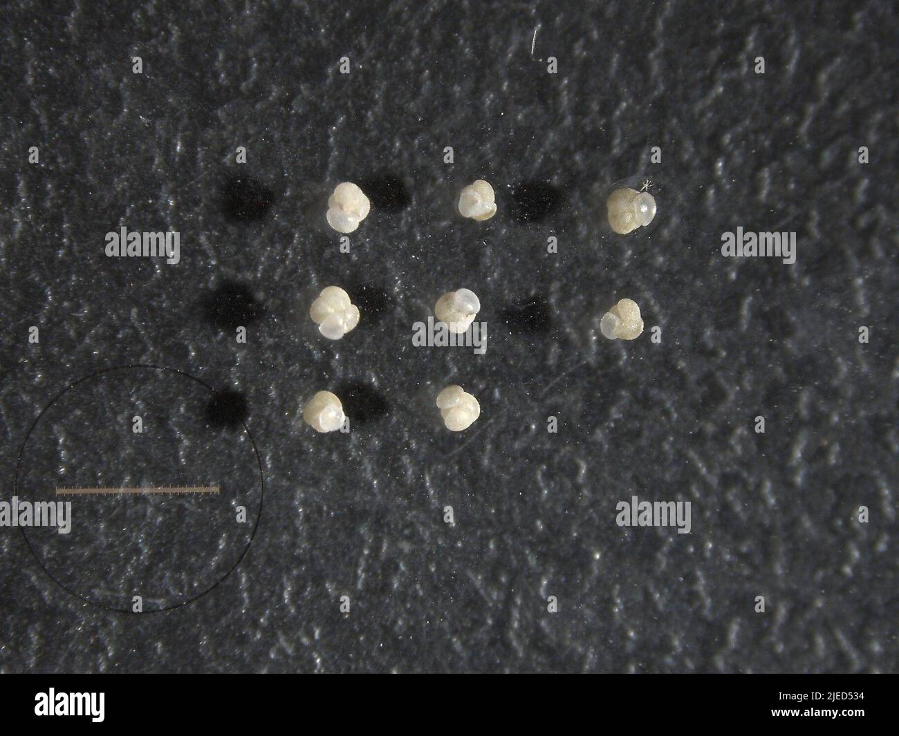 Globoconella inflata dorbigny hires stock photography and images Alamy