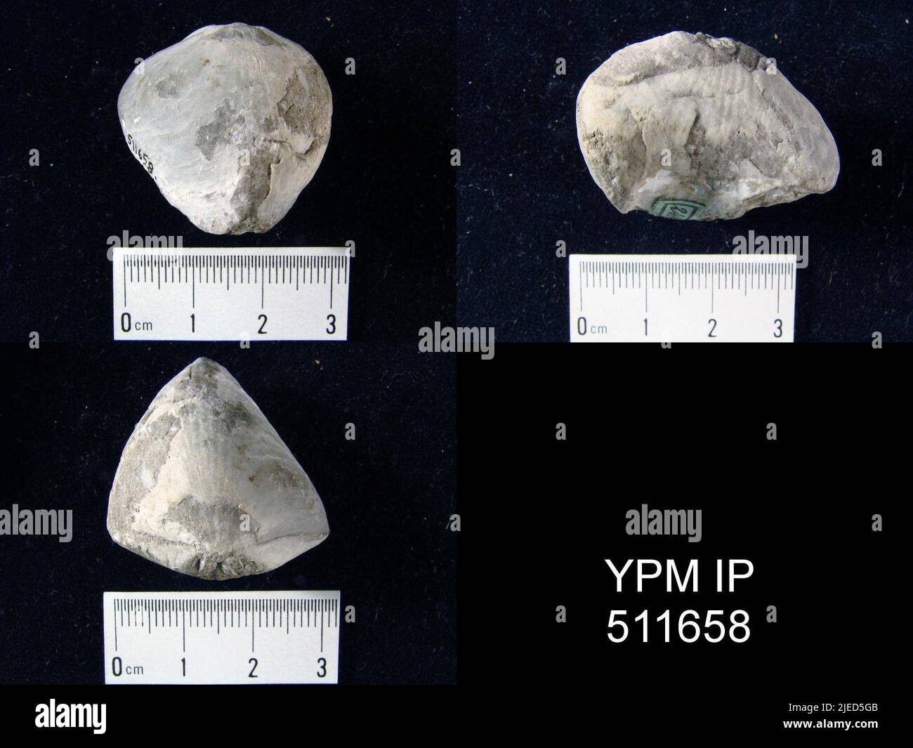 Rhynchonella acuminata martin hires stock photography and images Alamy