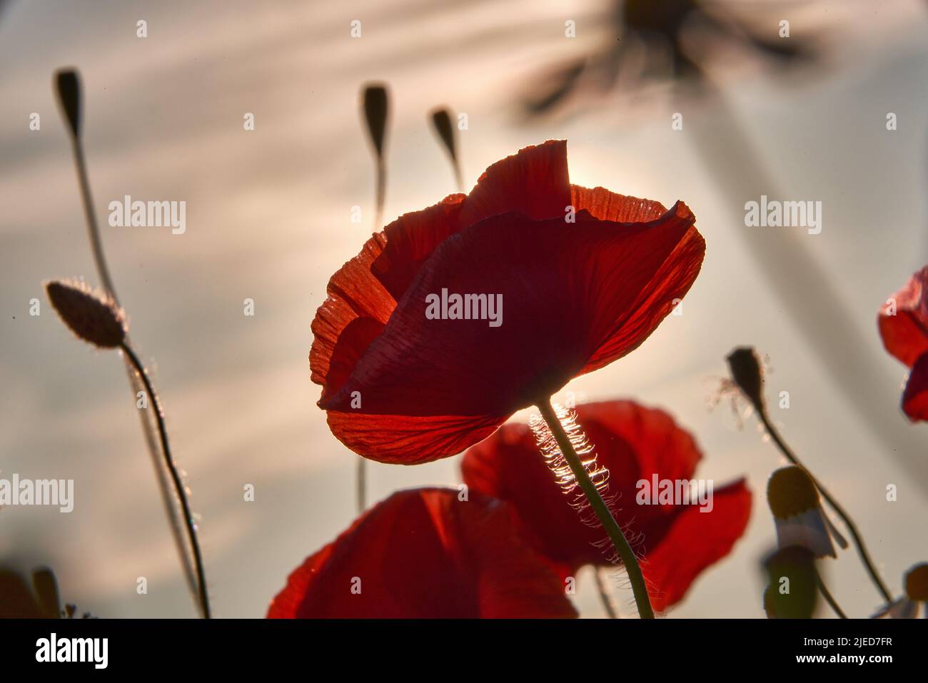 poppies on field in sunset Stock Photo - Alamy