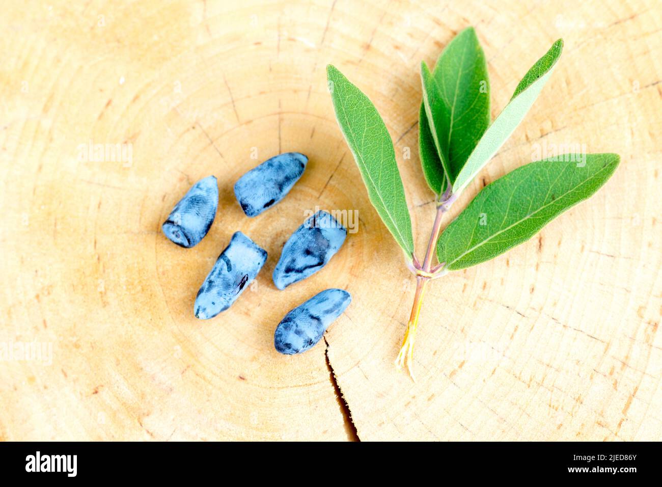 Honeyberry (Lonicera Caerulea var. Kamtschatica), close up of fruit with leaves on a tree stump Stock Photo