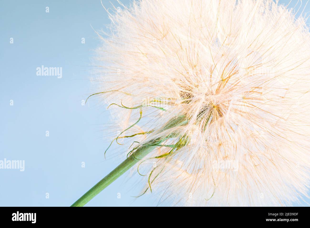 Big dandelion in the sunlight on a background of sky Stock Photo