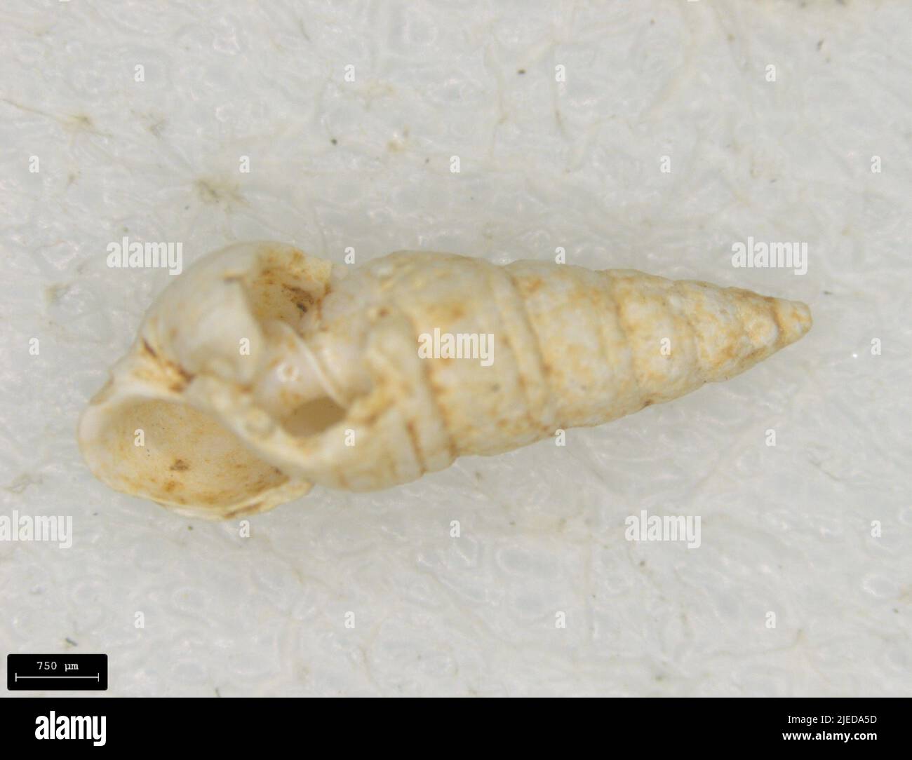 Odostomia trifida Totten Stock Photo Alamy