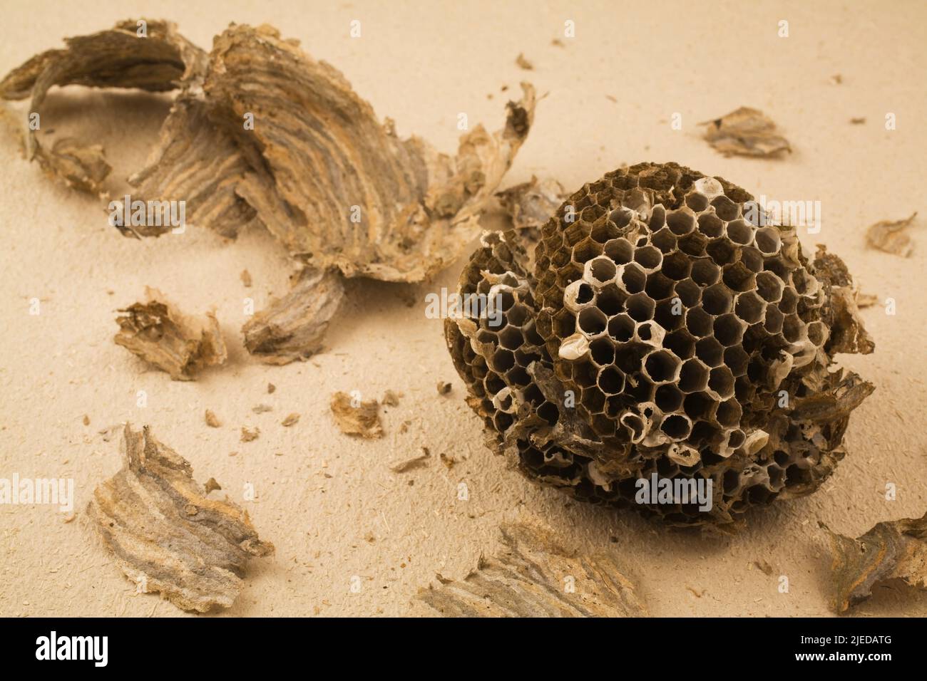 Close-up of abandoned and shattered Vespula vulgaris - Common Wasp nest on textured paper background. Stock Photo
