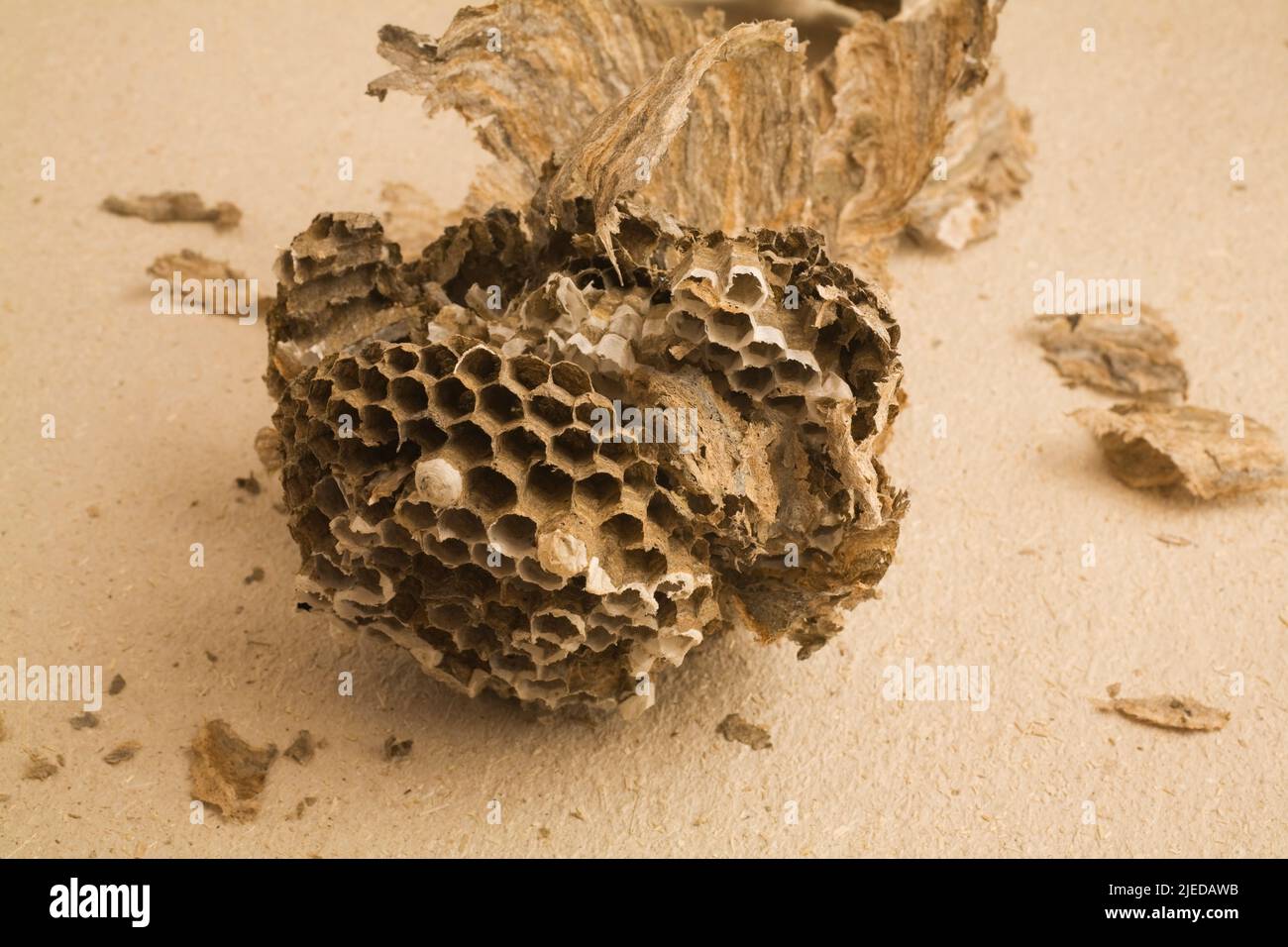 Close-up of abandoned and shattered Vespula vulgaris - Common Wasp nest on textured paper background. Stock Photo