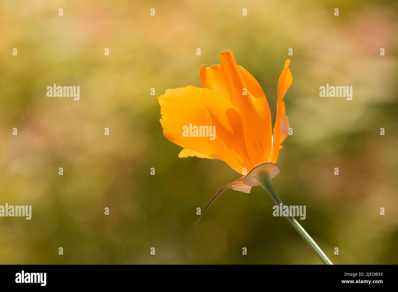 A single bright orange California Golden Poppy in bloom against a soft bokeh background with lots of copy space. Stock Photo