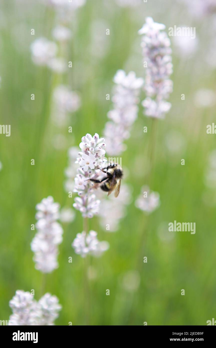 A single bee on white lavender flowers in a green field on a sunny day. Stock Photo