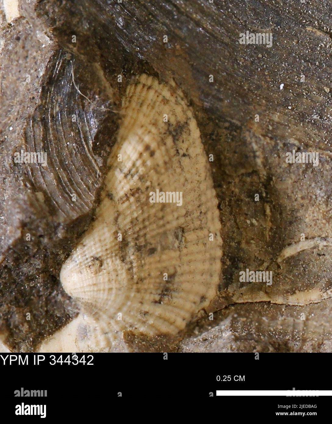 Parallelodon (Cosmetodon) sp. Stock Photo