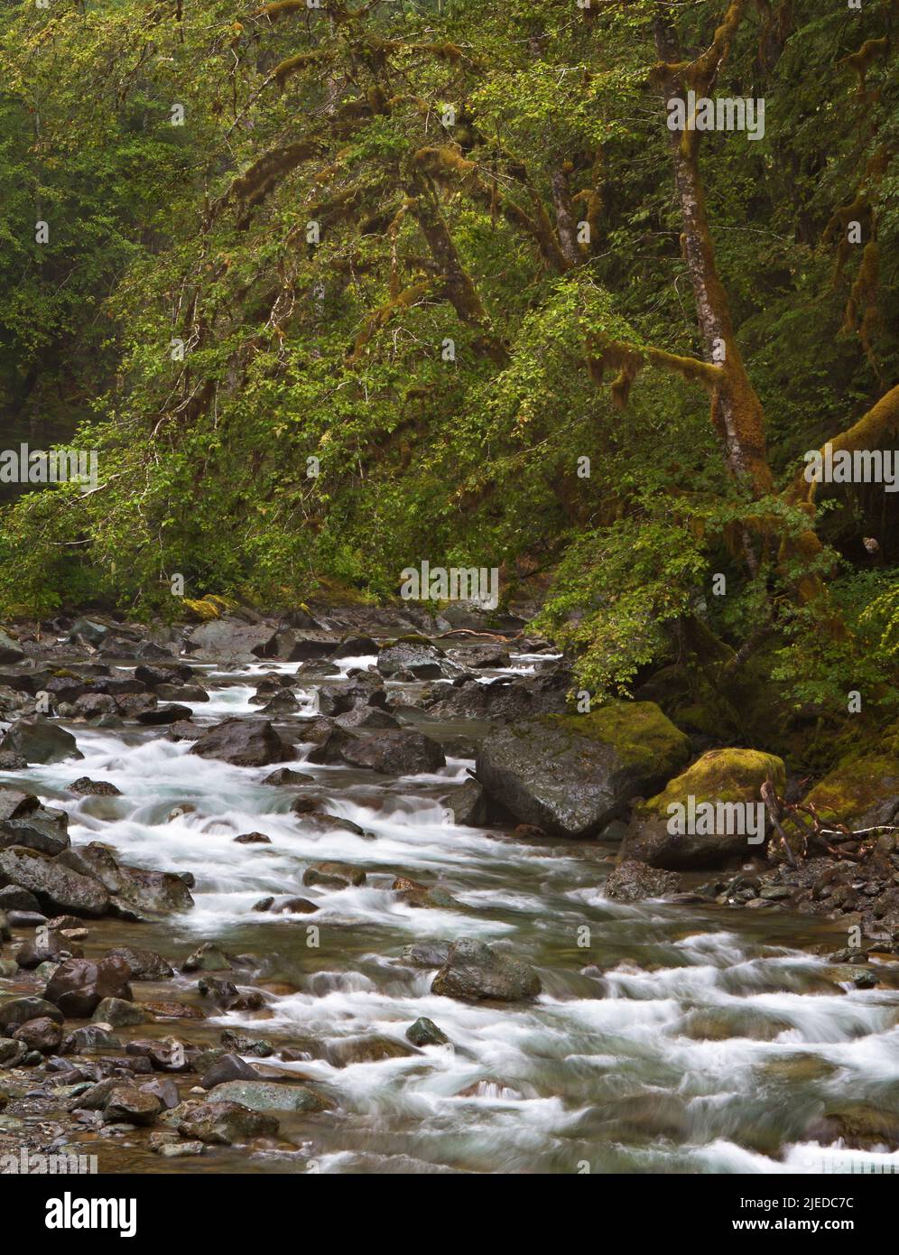 Scenic view of the North Fork Skokomish River at Staircase Campground in the Olympic National Park, Washington, USA. Stock Photo