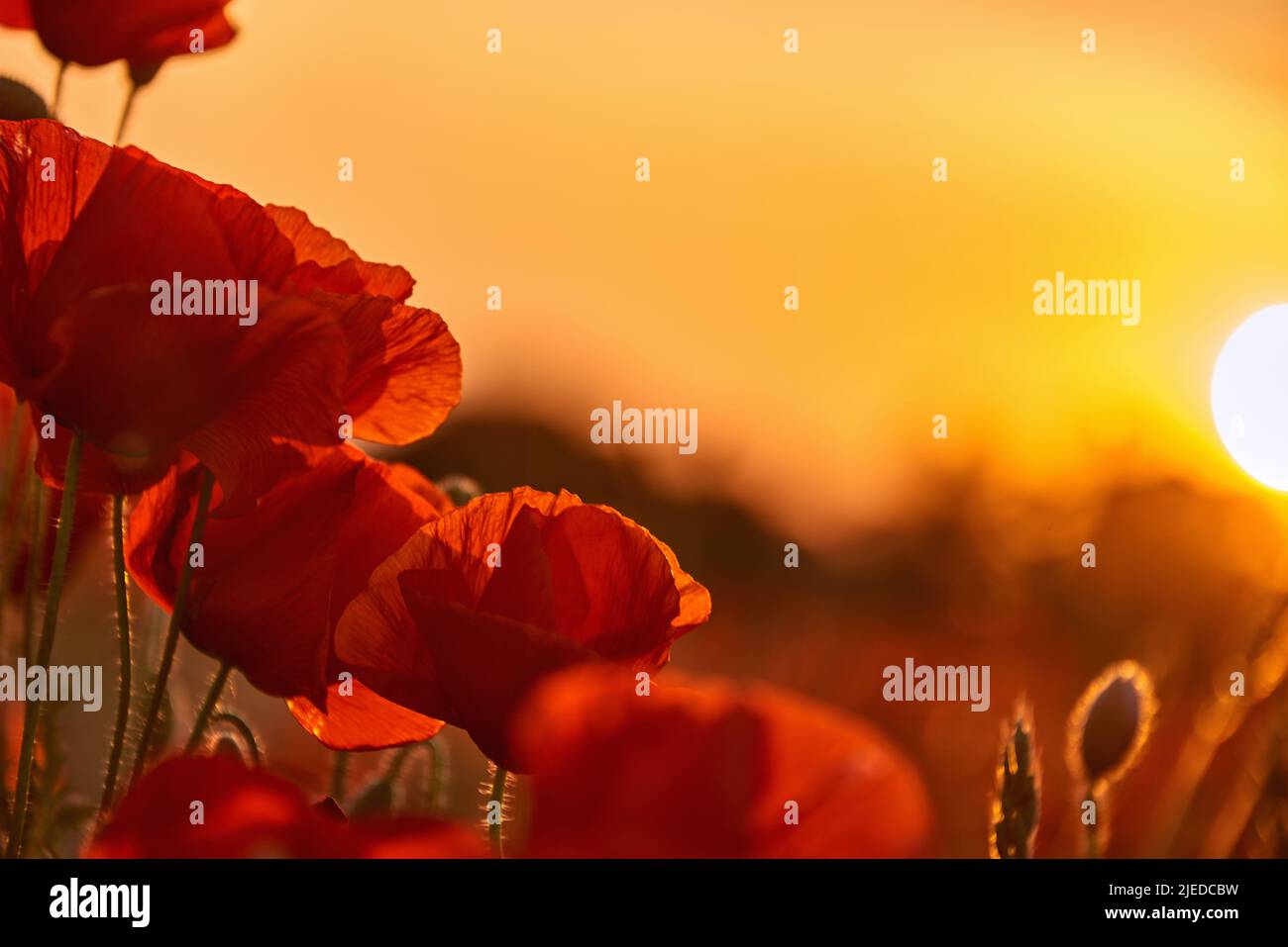 poppies on field in sunset Stock Photo - Alamy