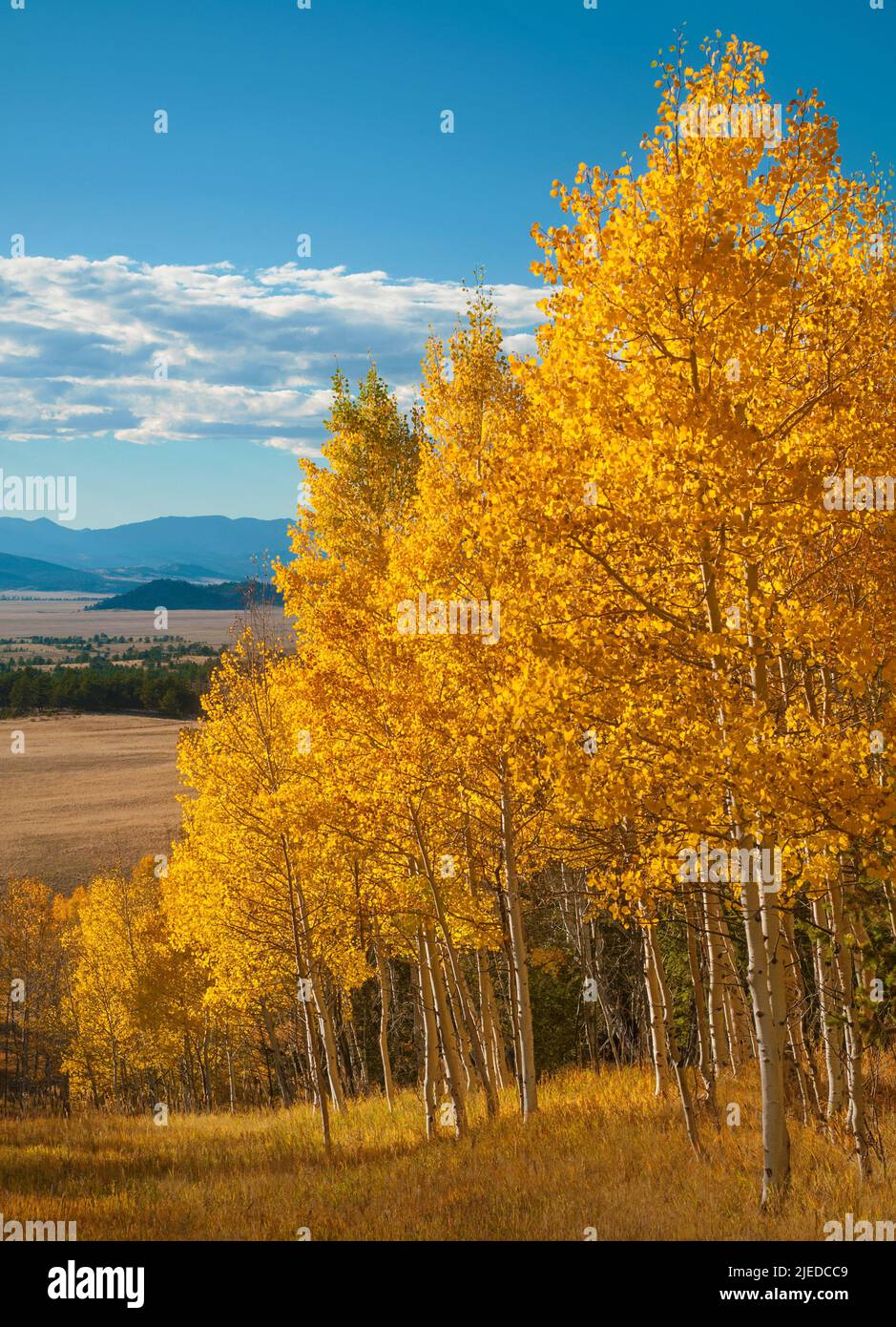 Autumn aspen trees in Colorado Stock Photo