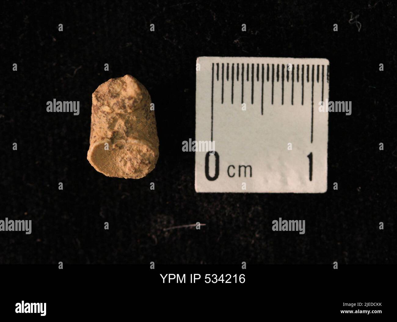 Goniatites sp. Stock Photo