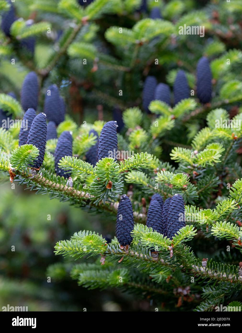 Abies Koreana, Blue Cone Korean Fir. Photographed in the Dunvegan Castle garden, Isle of Skye, Scotland UK Stock Photo