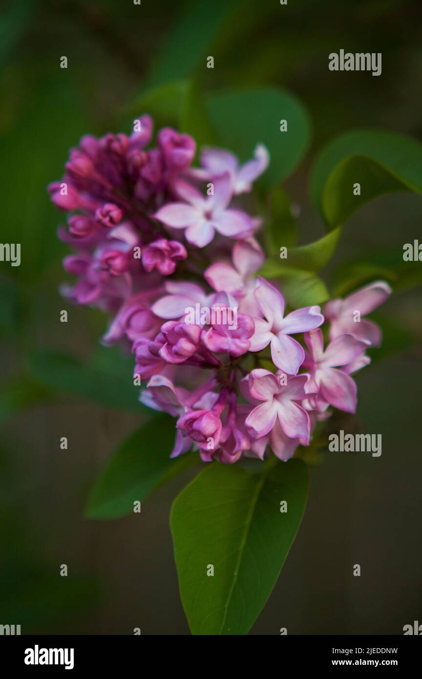 Lovely pale violet lilac (Syringa vulgaris) flowers in a spring garden. Stock Photo