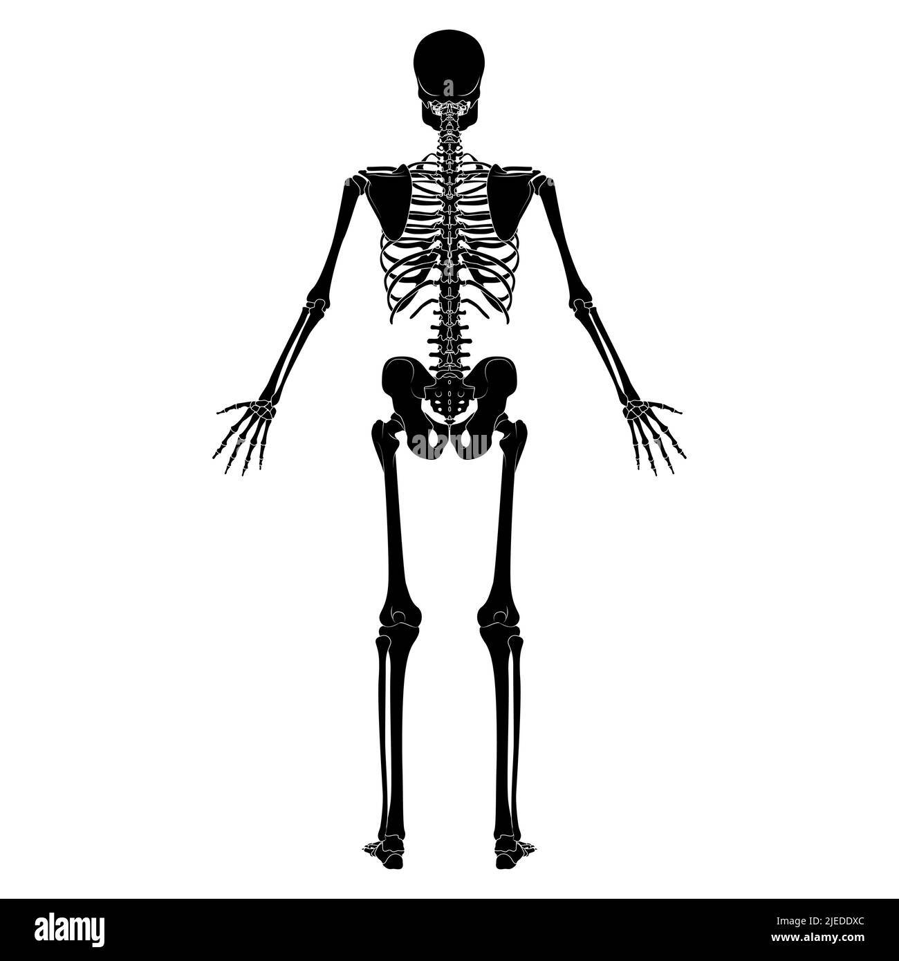 Skeleton Human silhouette body bones - hands, legs, chests, vertebra, pelvis, Thighs back Posterior dorsal view flat black color concept Vector illustration of anatomy isolated on white background Stock Vector