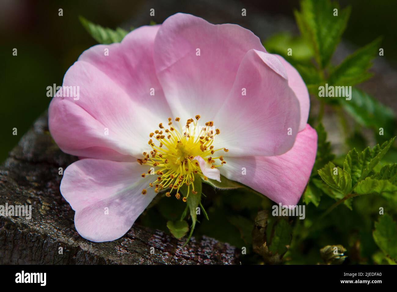 Closeup image of a single pink Nootka Rose growing in Western Washington. Stock Photo