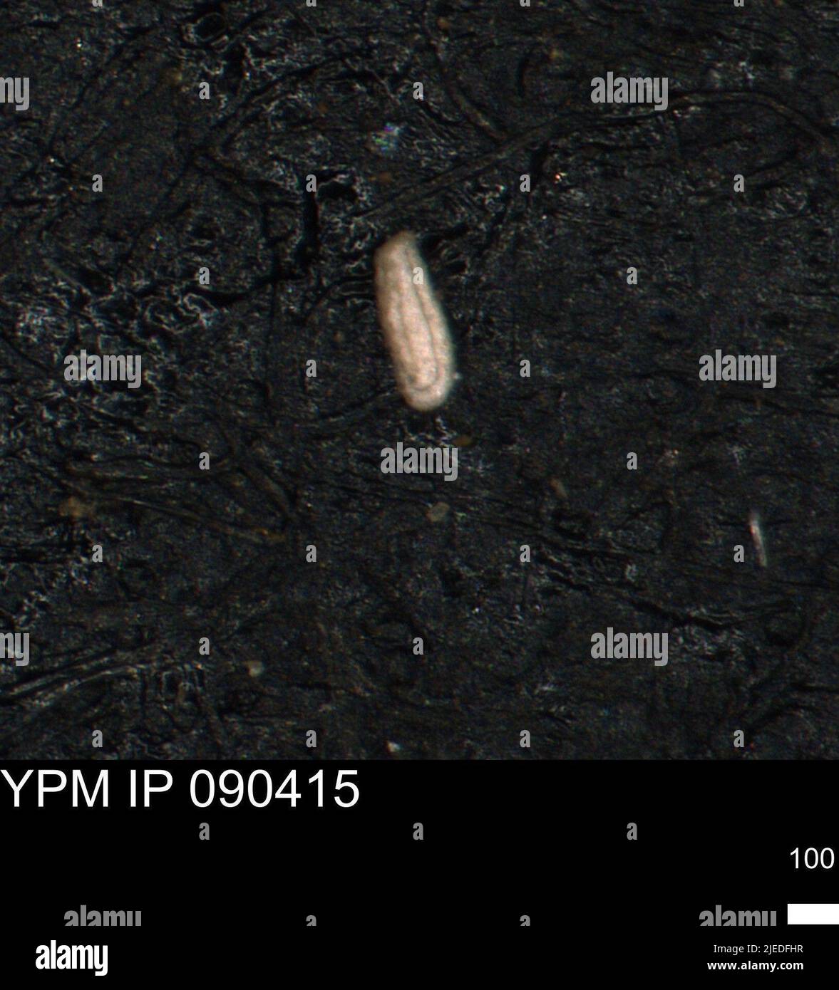 Miliammina ischnia tappan protista hires stock photography and images