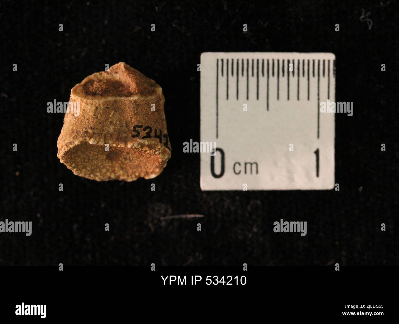 Goniatites sp. Stock Photo