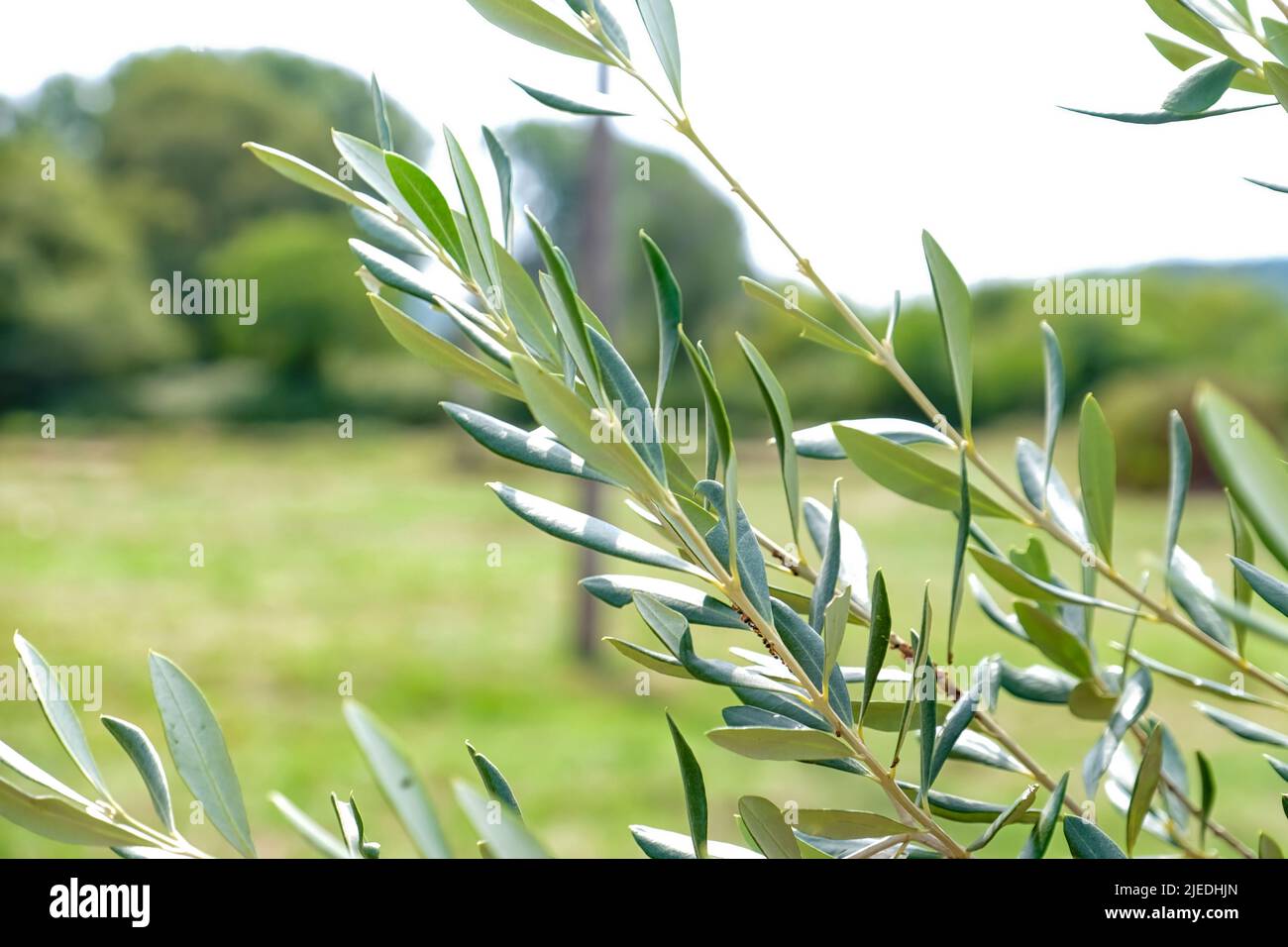 Branches of tree with green leaves in garden Stock Photo - Alamy
