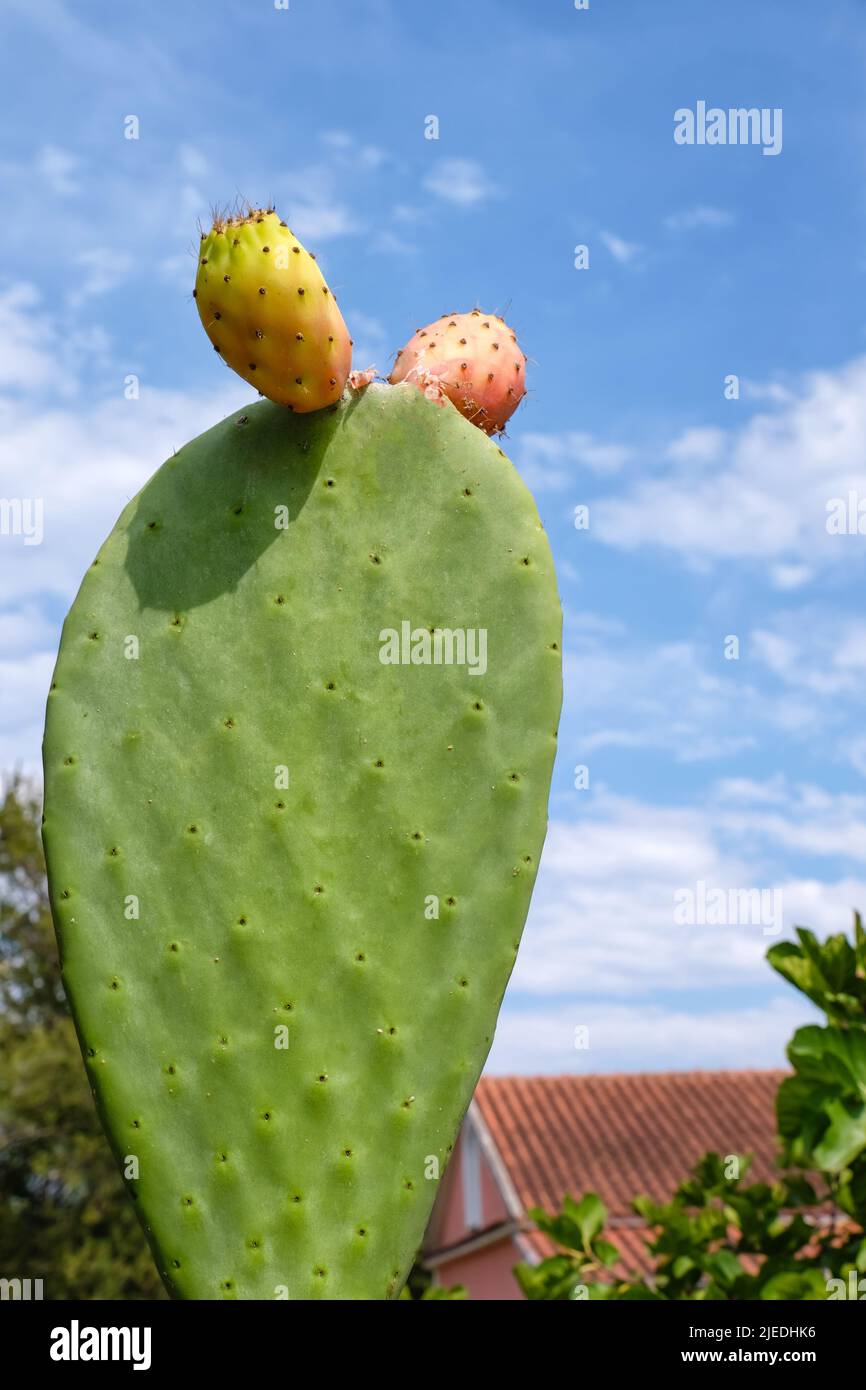 Prickly pear cactus growing outdoors Stock Photo Alamy