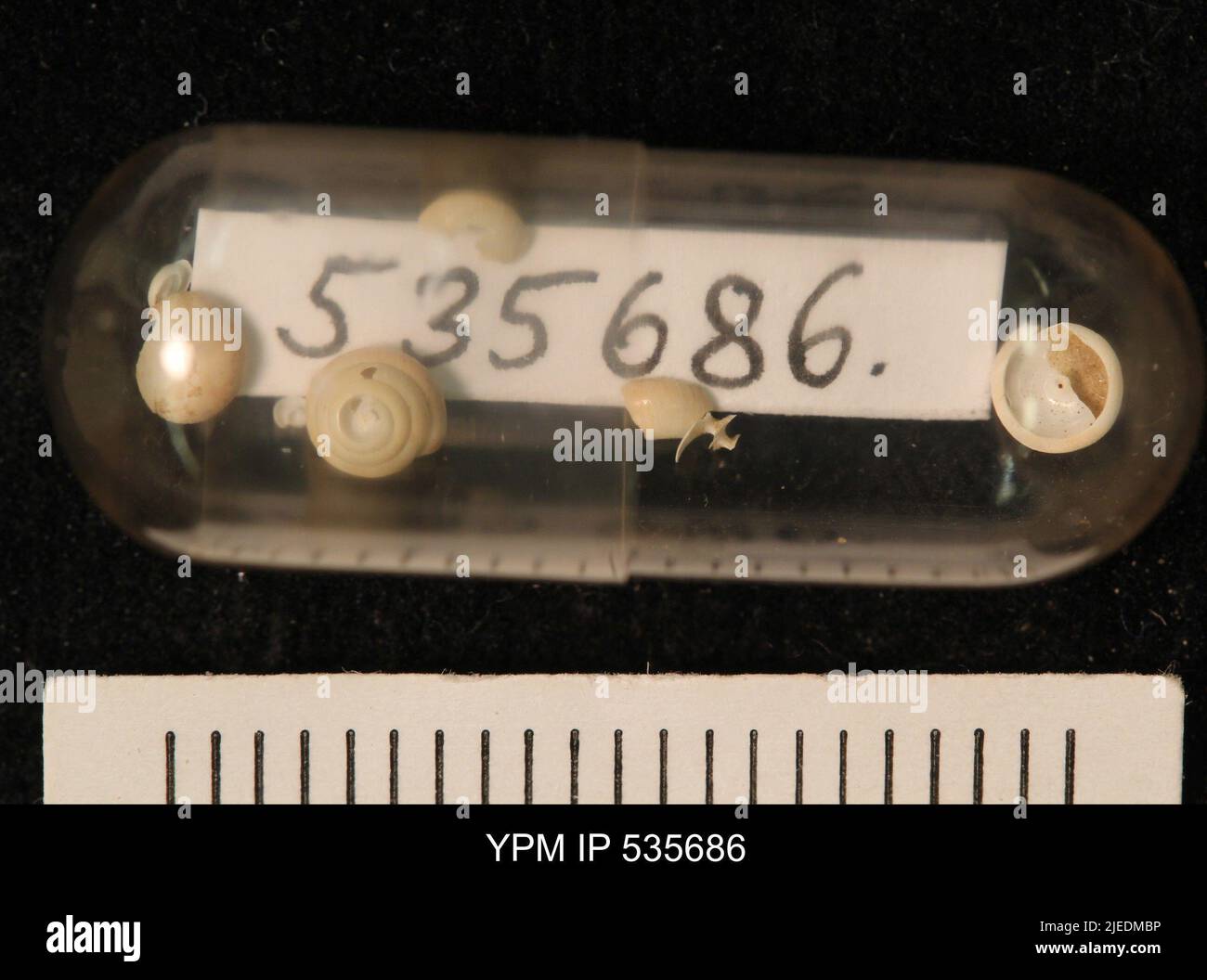 Stylomma hi-res stock photography and images - Alamy