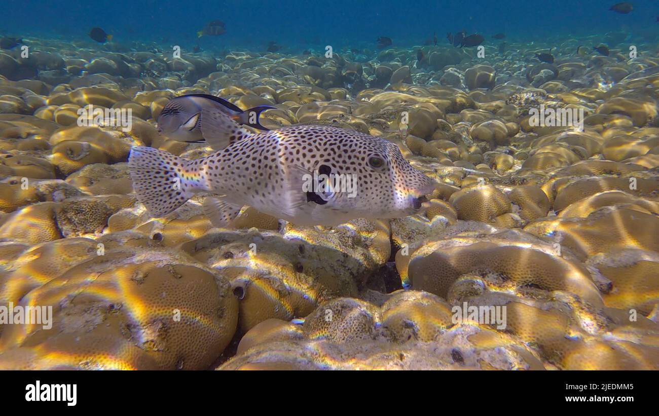 Red Sea, Egypt. 26th June, 2022. Pufferfish swims over hard corals colony Porites in the morning sun rays. Blackspotted Puffer (Arothron stellatus).Red sea, Egypt (Credit Image: © Andrey Nekrasov/ZUMA Press Wire) Stock Photo