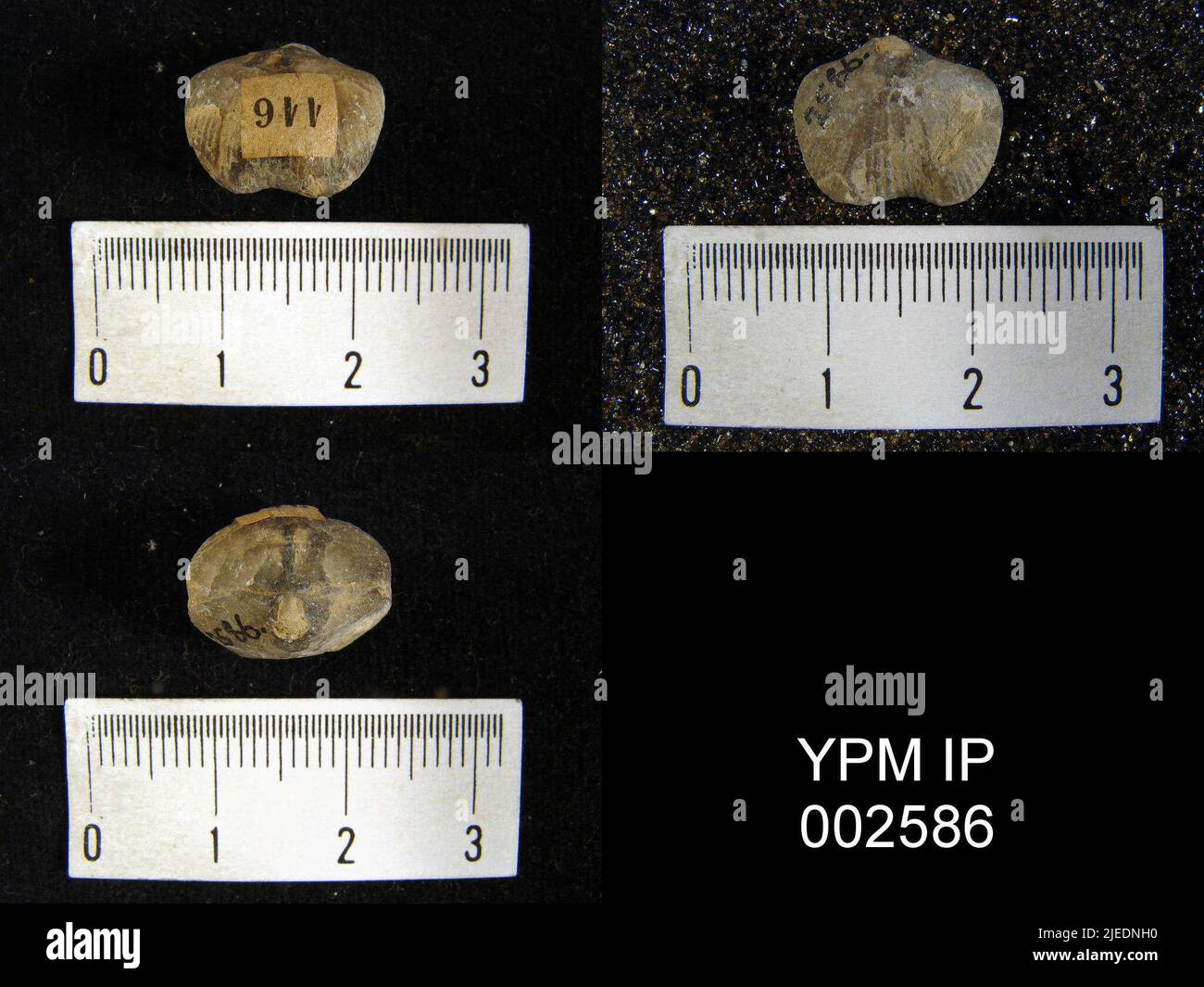 Terebratula angulosa animalia hires stock photography and images Alamy