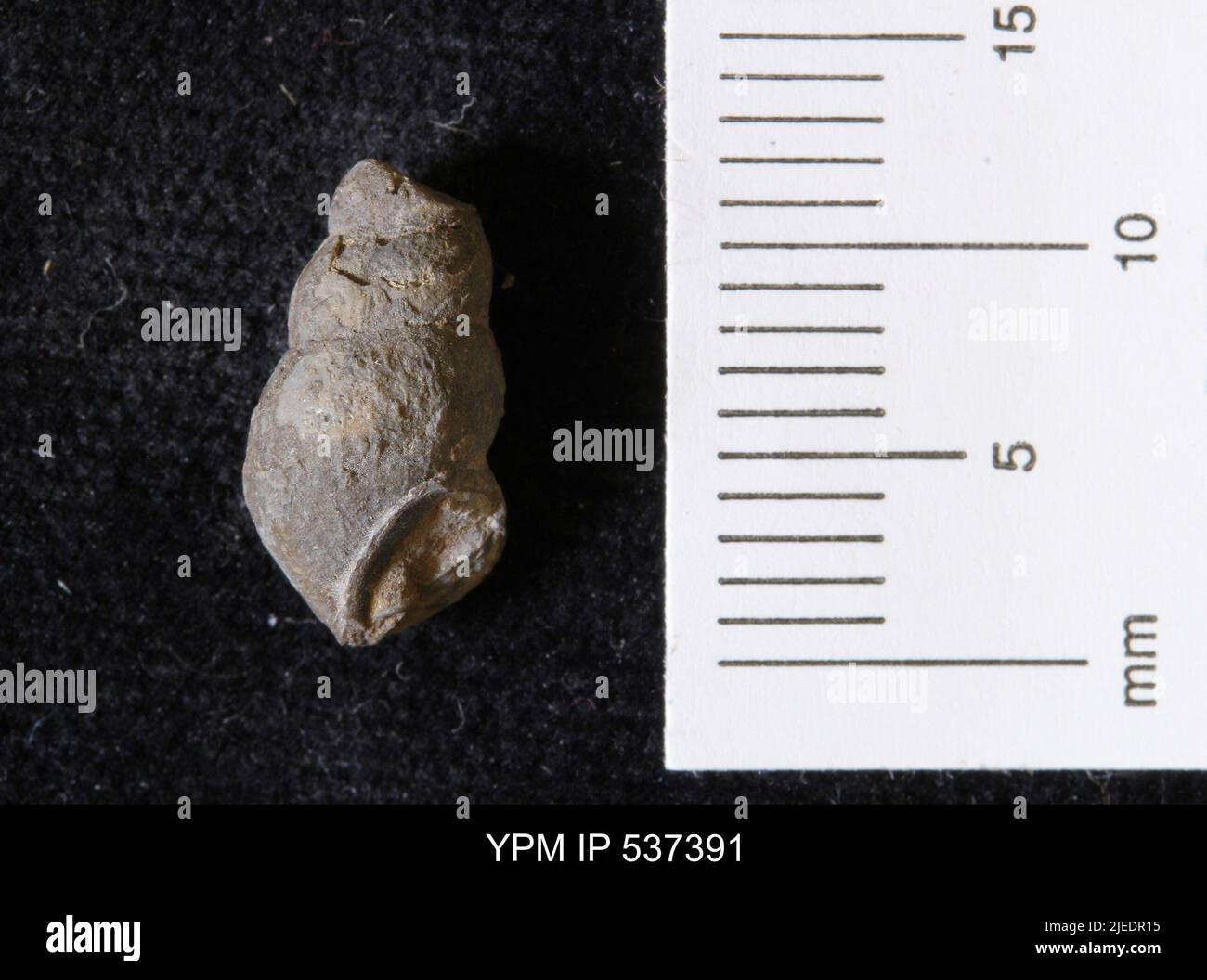 Turreted shell hi-res stock photography and images - Alamy