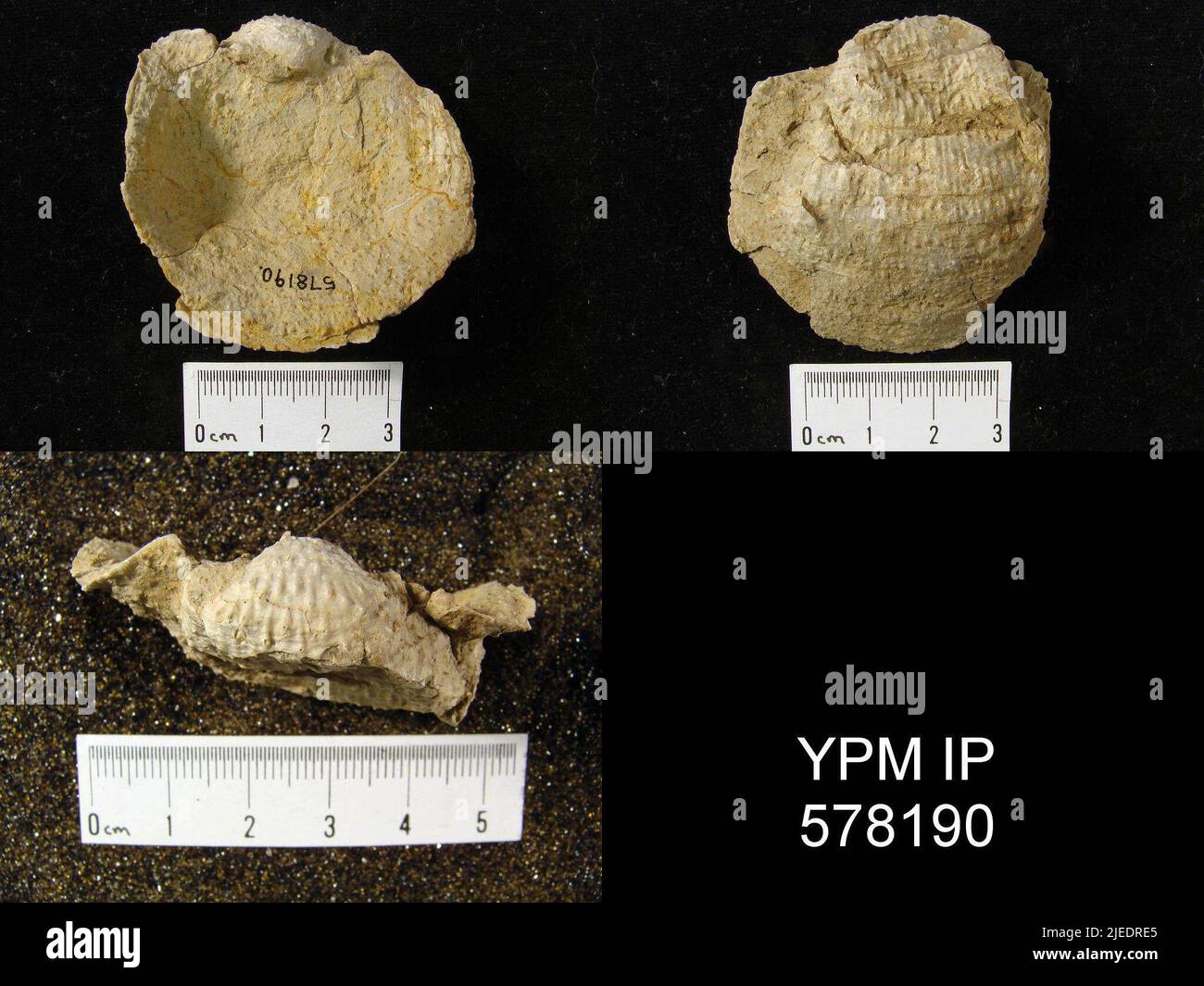 Pustula nebrascensis owen animalia hi-res stock photography and images ...