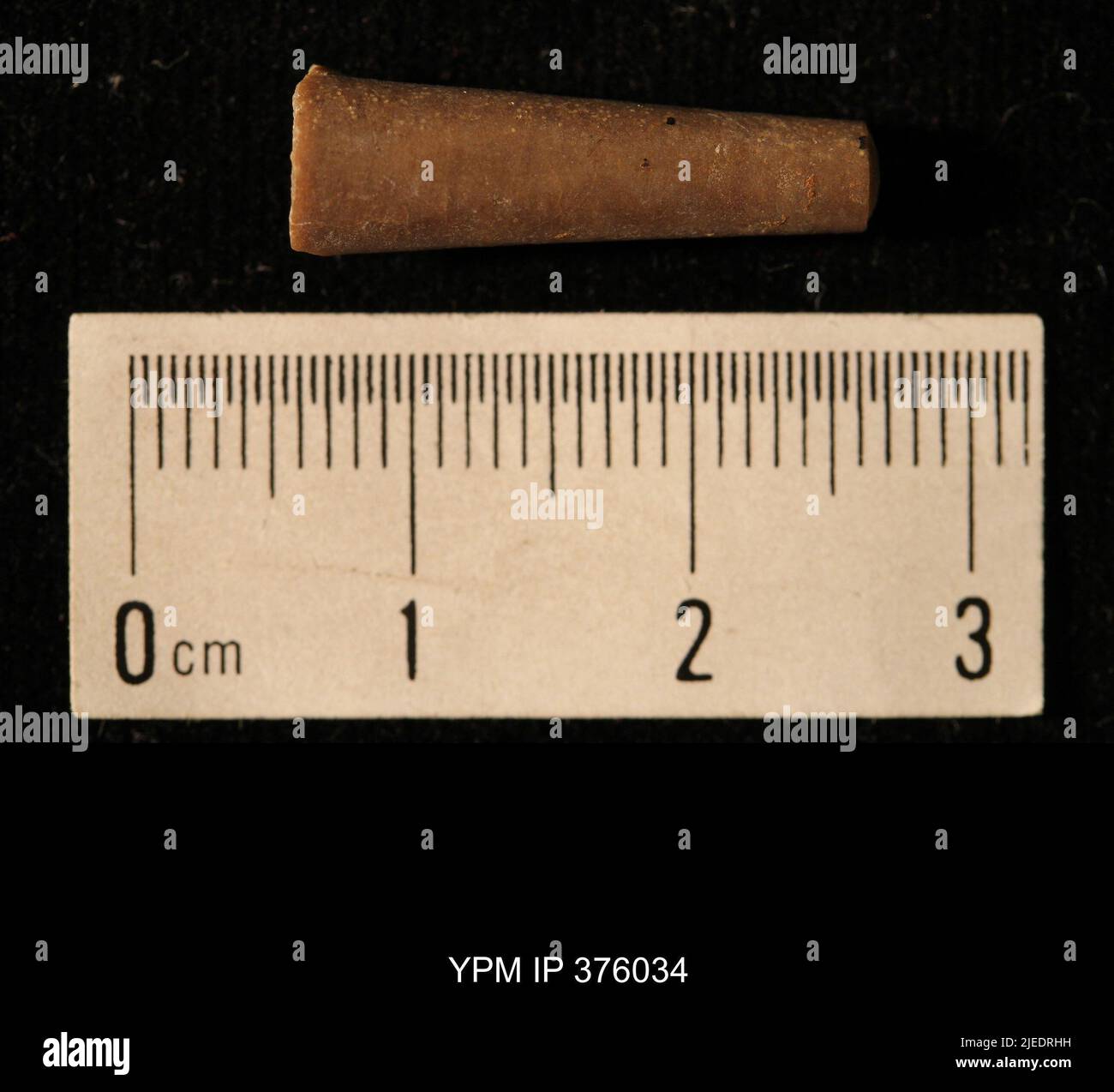 Pustula nebrascensis owen animalia hi-res stock photography and images ...