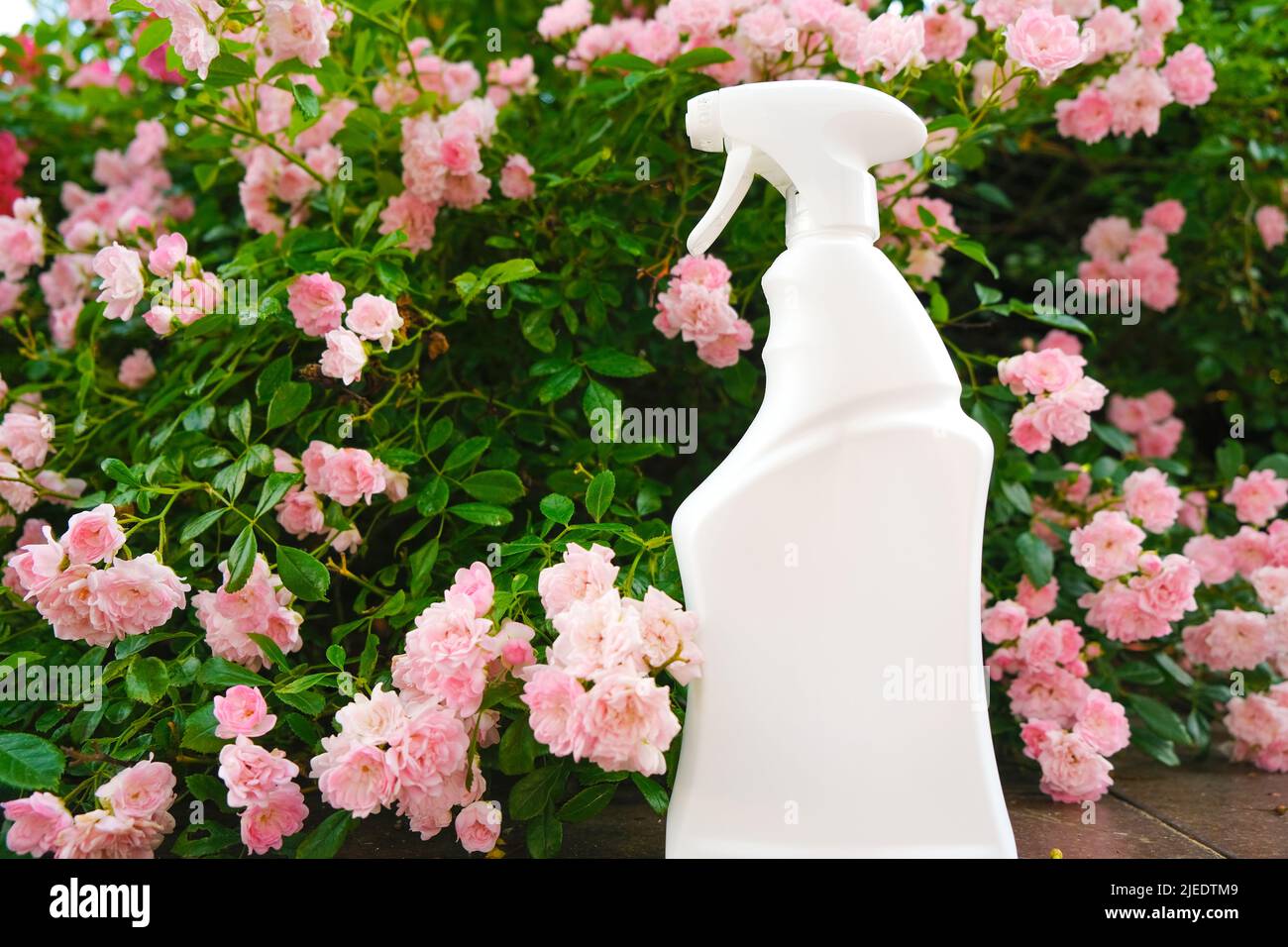 Remedy for roses from diseases and pests.Female hand spraying roses