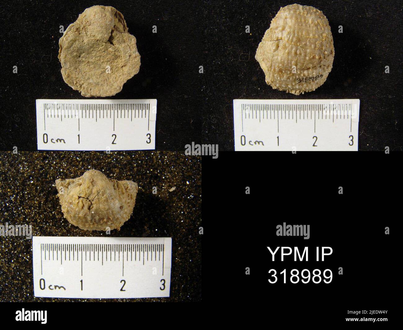 Pustula nebrascensis owen animalia hi-res stock photography and images ...