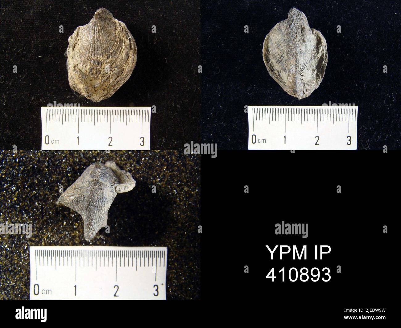 Atrypa Sp
