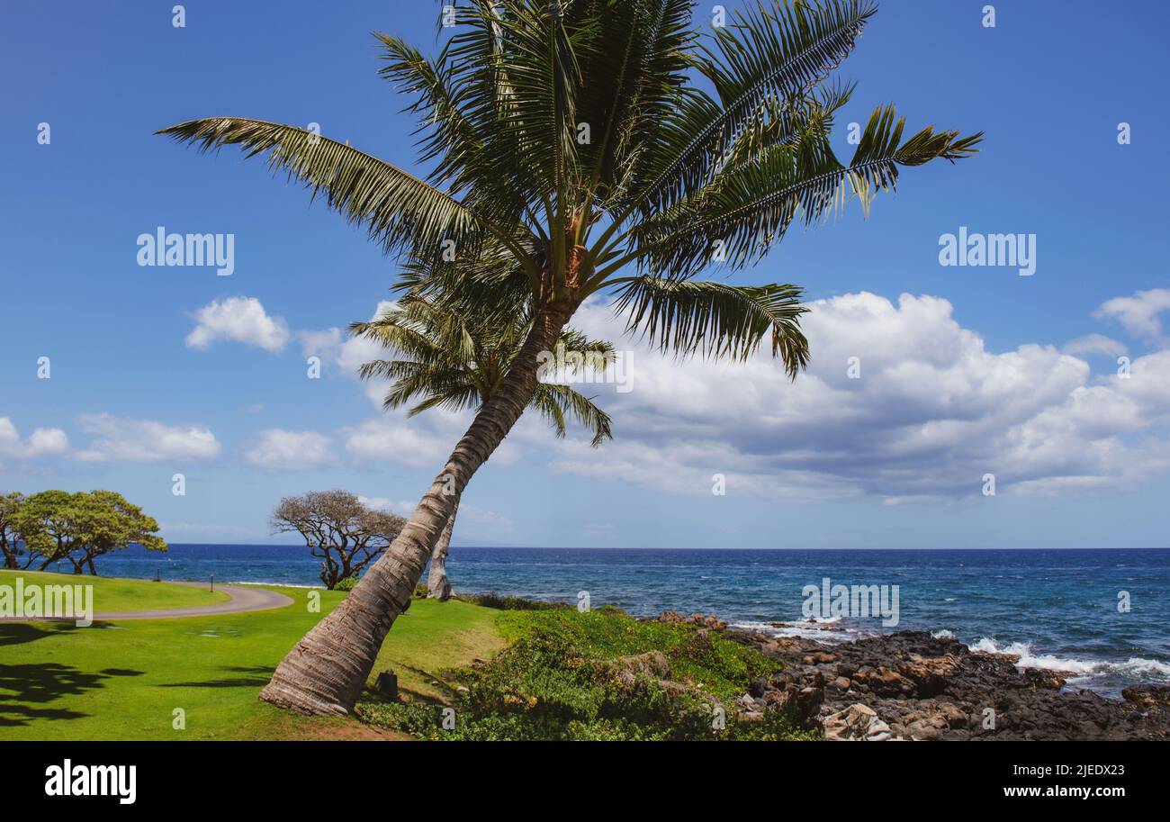 Beautiful beach with palm trees and sky. Summer vacation travel holiday background concept. Hawaiian paradise beach. Luxury travel summer holiday Stock Photo