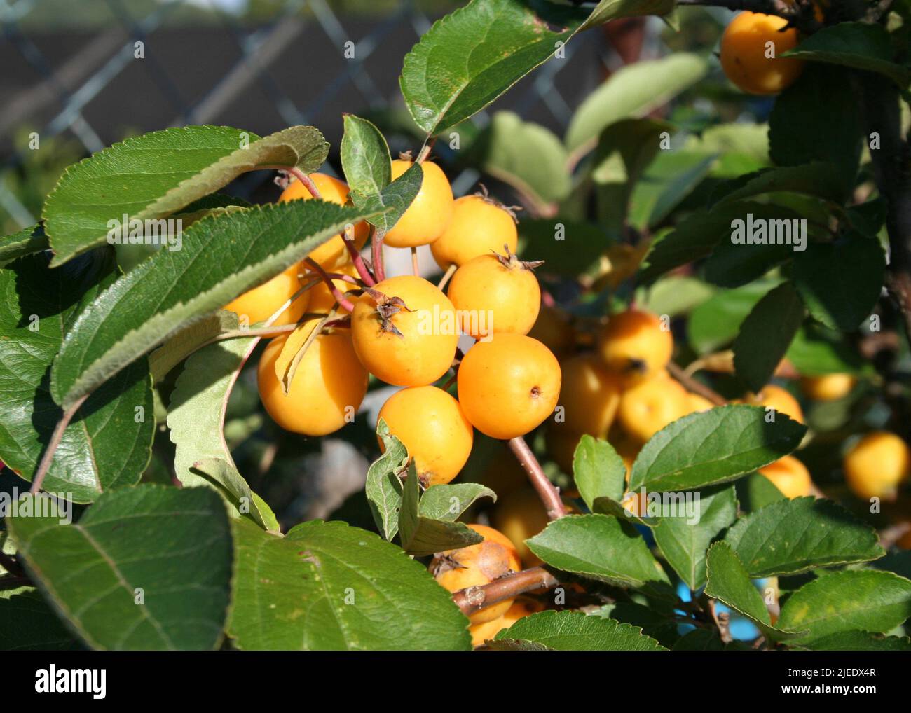 Yellow berries growing wild in the forest, Germany. Stock Photo