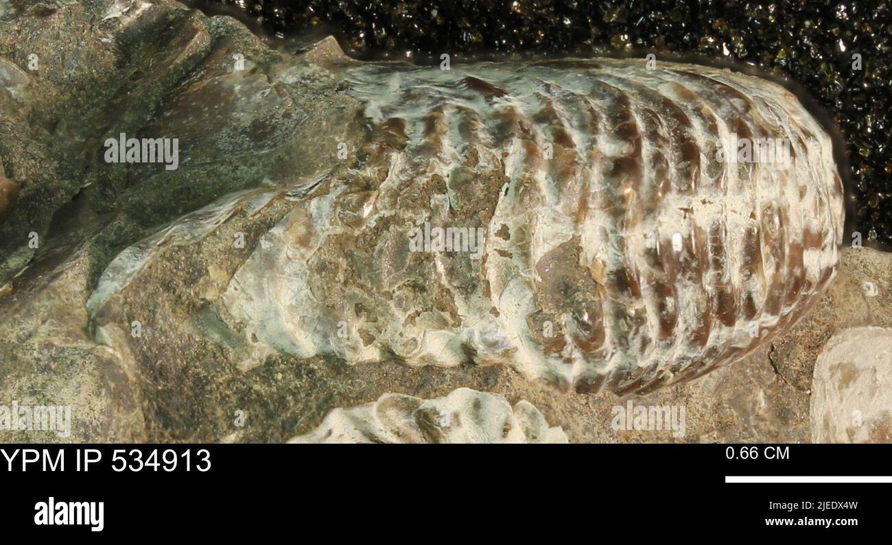 Shells curved structure hi-res stock photography and images - Alamy