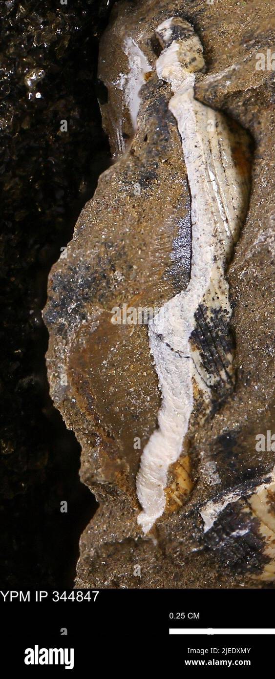 Limopsis striatopunctatus Evans & Schumard. Stock Photo
