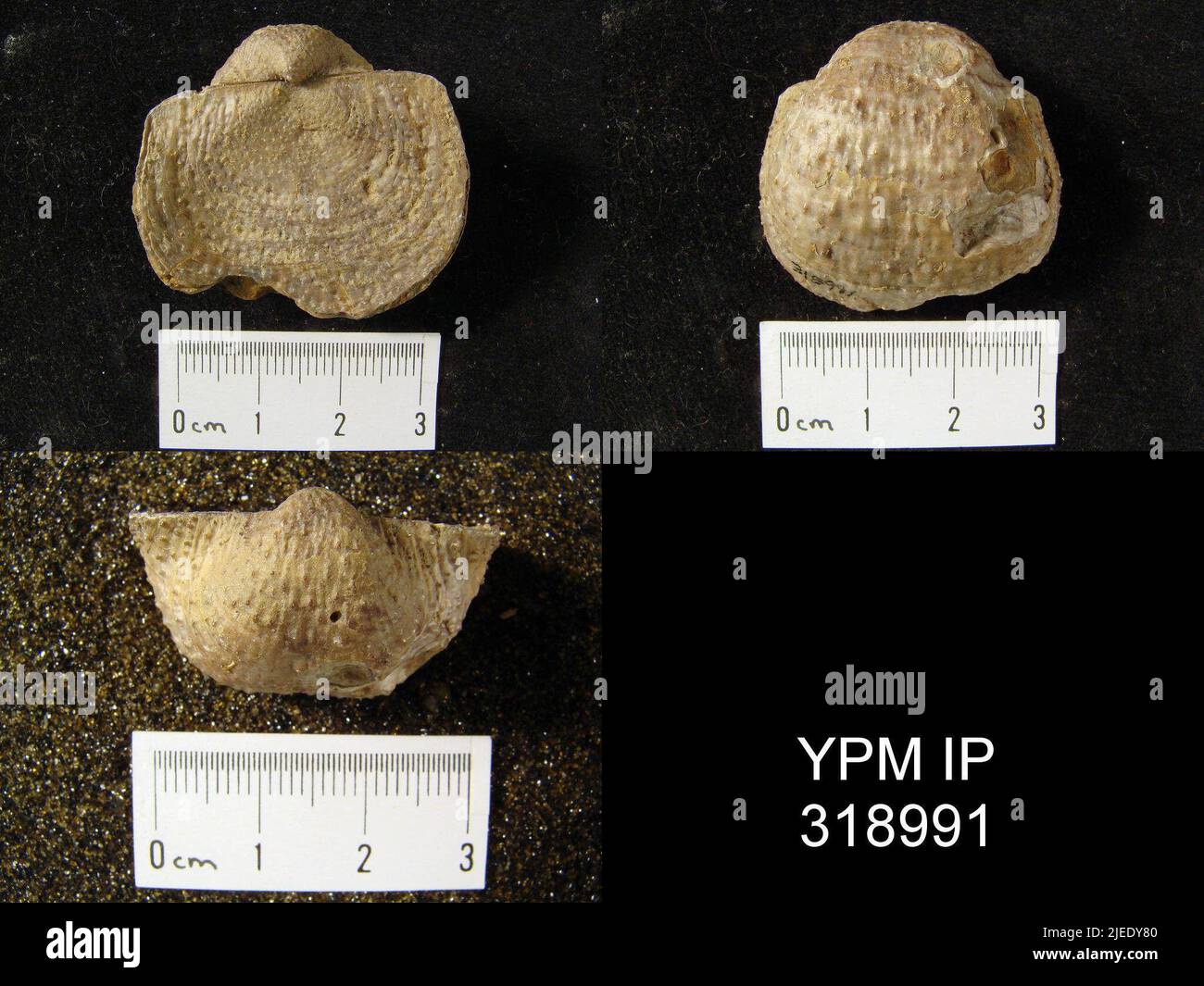 Pustula nebrascensis owen animalia hi-res stock photography and images ...