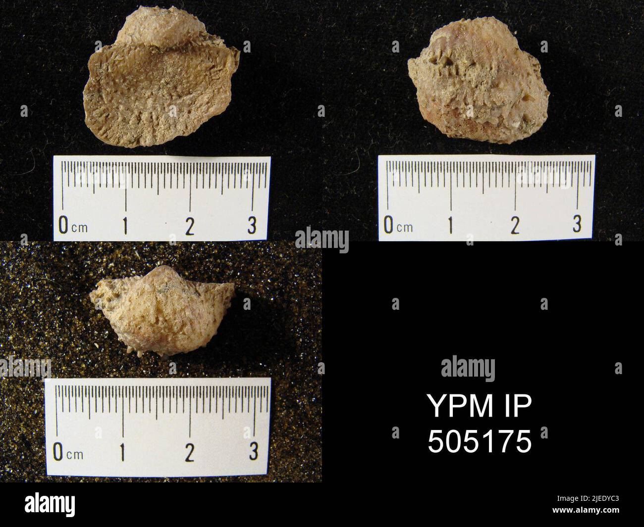 Pustula nebrascensis owen animalia hi-res stock photography and images ...