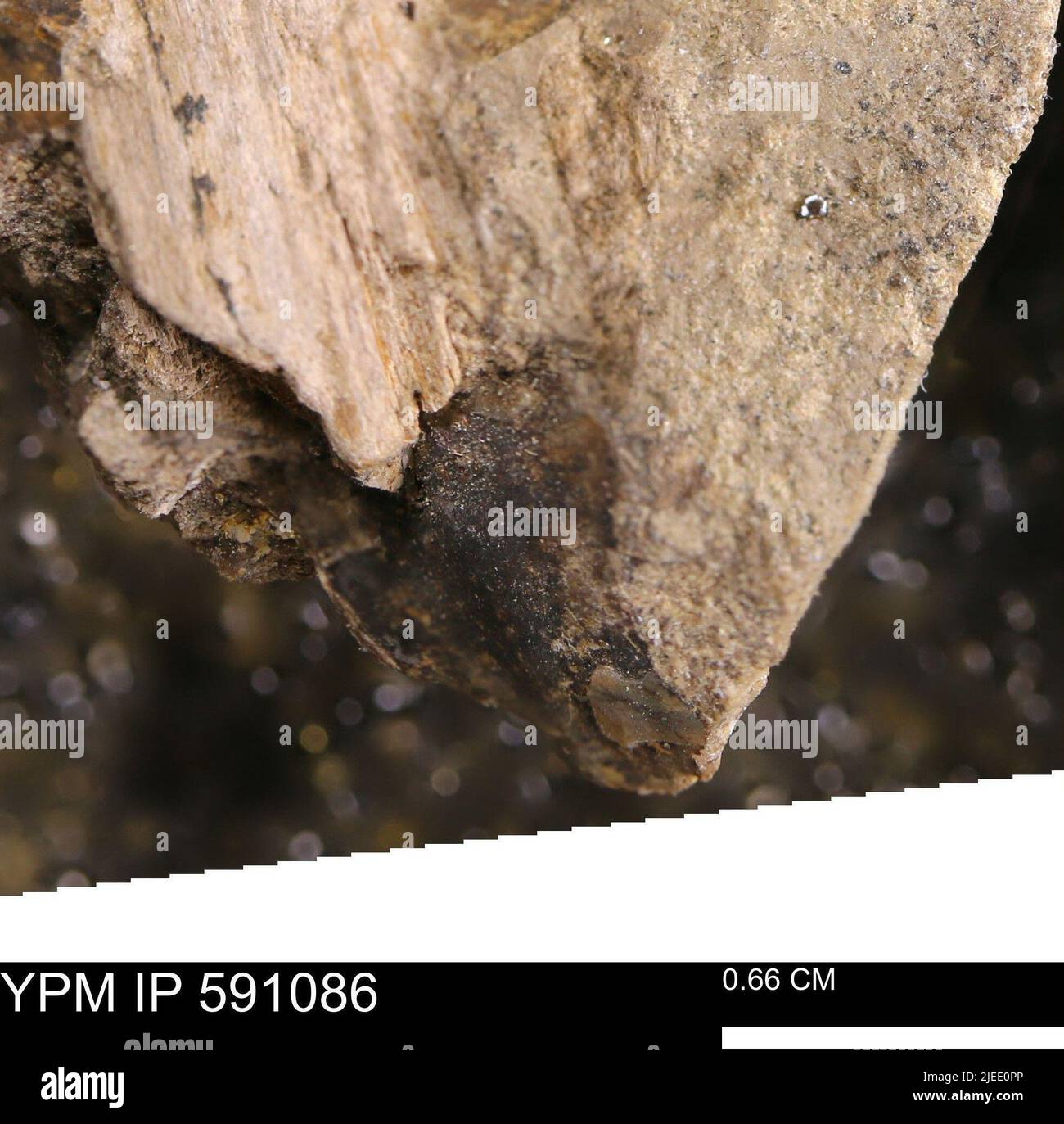 Fibrous tissue hi-res stock photography and images - Alamy