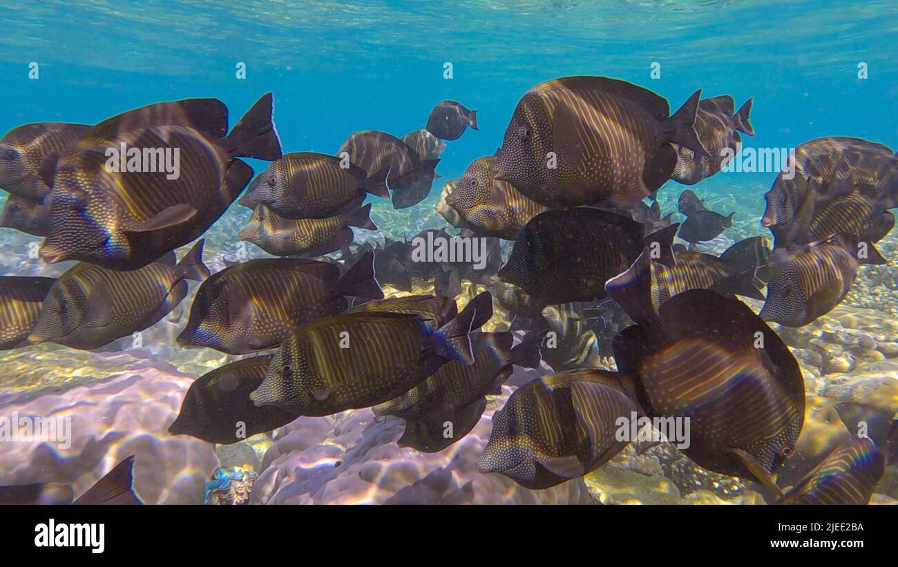 Red Sea, Egypt. 26th June, 2022. Large school of Surgeonfish slowly swims near coral reef. Brown Surgeonfish or (Acanthurus nigrofuscus). Underwater life in the ocean. Red sea, Egypt (Credit Image: © Andrey Nekrasov/ZUMA Press Wire) Stock Photo