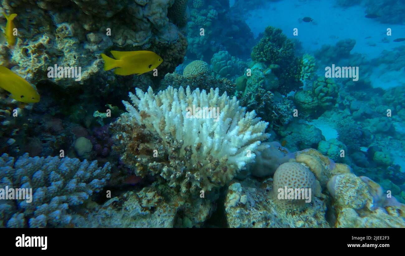 Red Sea, Egypt. 26th June, 2022. Bleaching and death of corals from excessive seawater heating due to climate change and global warming. Decolored corals in the Red Se, Egypt (Credit Image: © Andrey Nekrasov/ZUMA Press Wire) Stock Photo