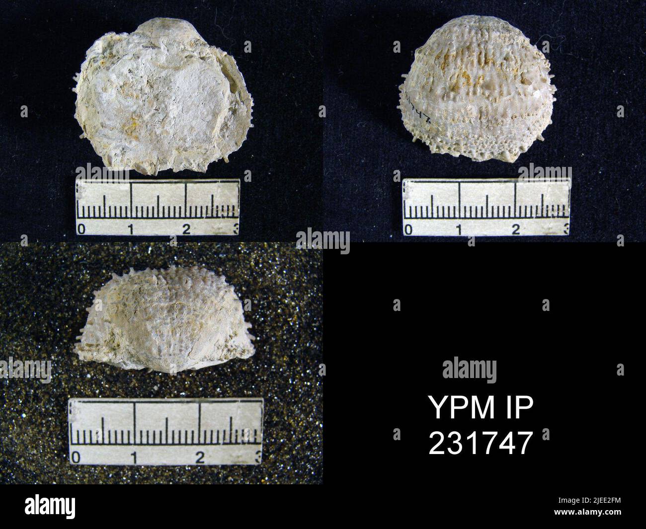 Pustula nebrascensis owen animalia hi-res stock photography and images ...