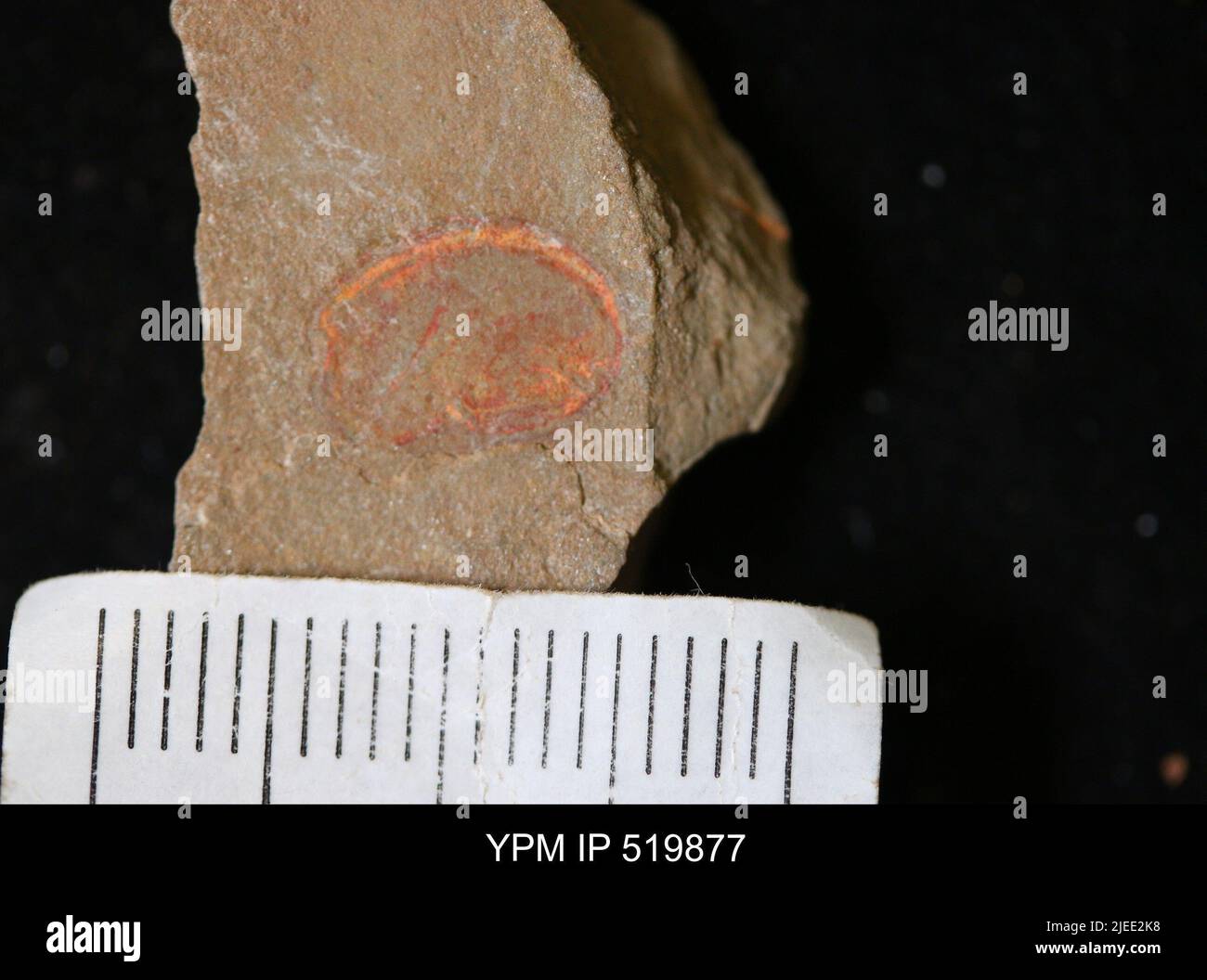 Phylum arthropoda classification hi-res stock photography and images ...