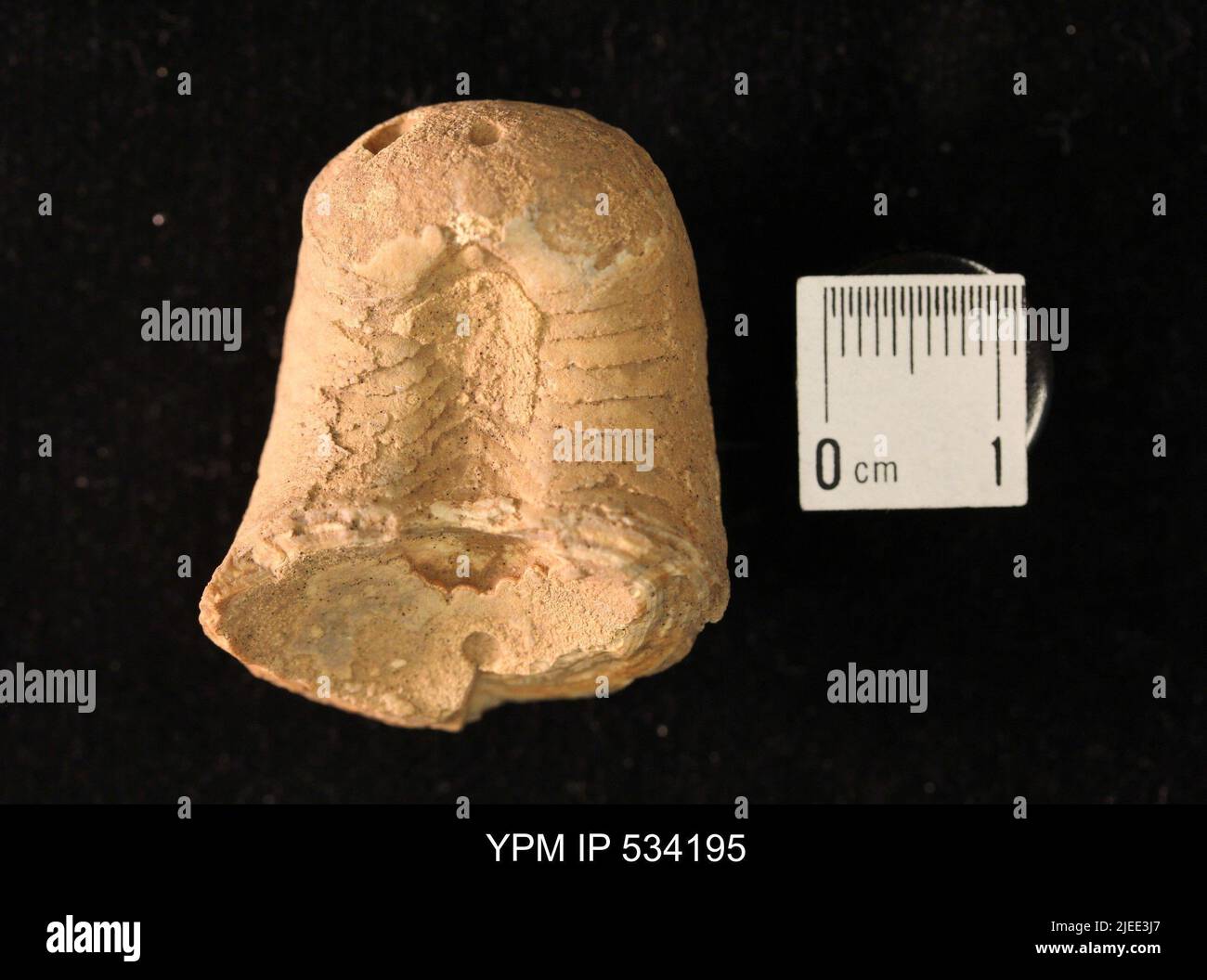 Goniatites sp. Stock Photo