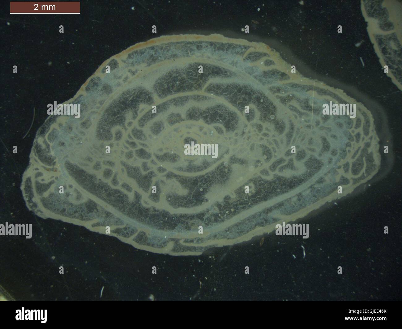 Foraminiferan shell hi-res stock photography and images - Alamy