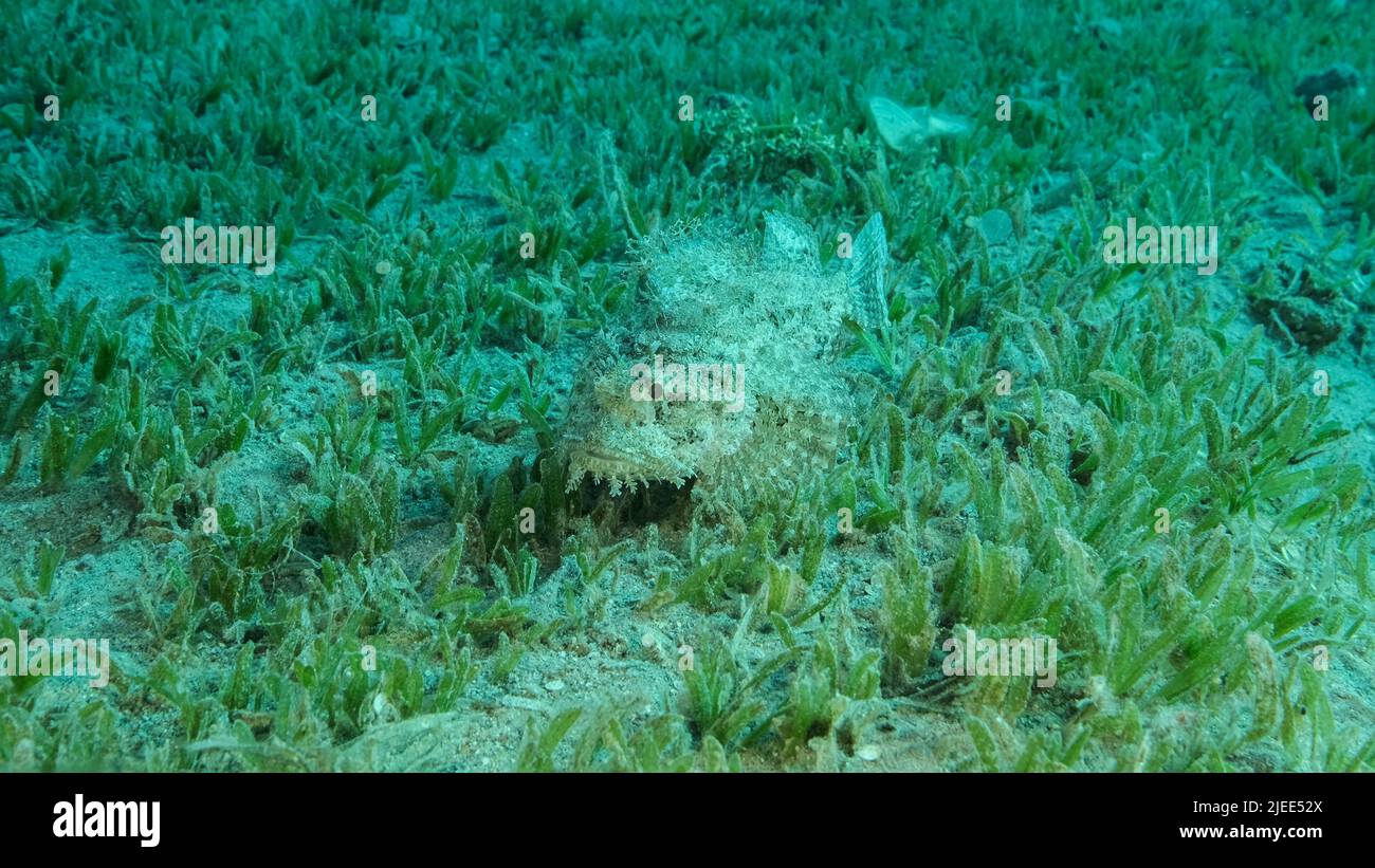Zumar Fish Red Sea, Egypt. 26th June, 2022. Close-up, Scorpionfish hiding among ...