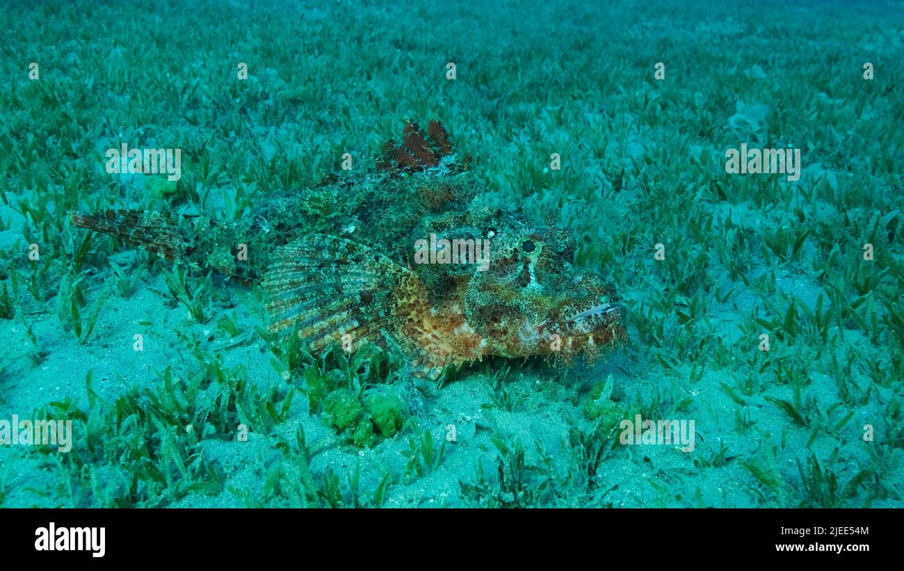 Red Sea, Egypt. 26th June, 2022. Scorpion fish lie on the reef. Bearded Scorpionfish (Scorpaenopsis barbata).Red sea, Egypt (Credit Image: © Andrey Nekrasov/ZUMA Press Wire) Stock Photo